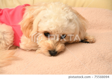 放鬆麥芽糖 75588094