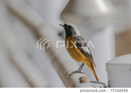 Daurian Redstart perching on a guard pipe Winter February Tokyo 75588488