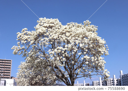 Haku Mokren 75588690