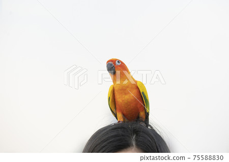 Sun conure parrot on a maiden head Sun conure parrot on a maiden head 75588830