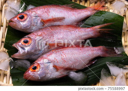 Akamutsu (Throat) 75588997