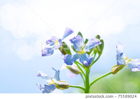 The flowers of Suzushiro and radish are surprisingly cute and pretty. 75589024