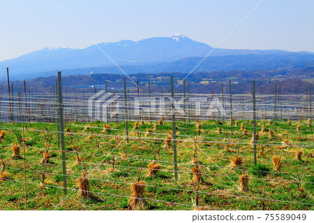 Grapes field in winter part 2103: Shikishi woven by flowers and plants part 2103 75589049