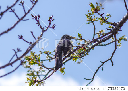 櫻花和鵯 75589470