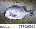 Sea bream 75589599