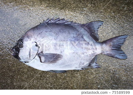 Sea bream 75589599