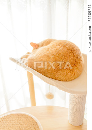 cat sleeping tower