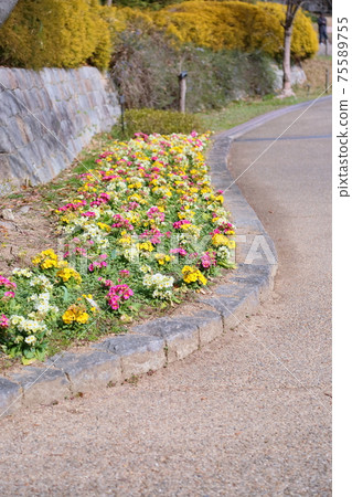 報春花的花 75589755