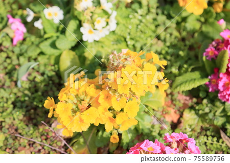 報春花的花 75589756