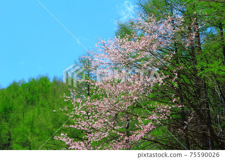 Fresh green larch: Beautiful larch forest, part 2103: Shikishi, which weaves flowers and plants, part 2103 75590026