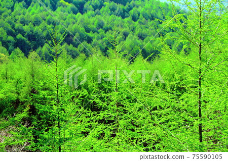 Fresh green larch: Beautiful larch forest, part 2103: Shikishi, which weaves flowers and plants, part 2103 Fresh green larch: Beautiful larch forest, part 2103: Shikishi, which weaves flowers and plants, part 2103 75590105