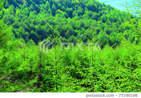 Fresh green larch: Beautiful larch forest, part 2103: Shikishi, which weaves flowers and plants, part 2103 Fresh green larch: Beautiful larch forest, part 2103: Shikishi, which weaves flowers and plants, part 2103 75590106