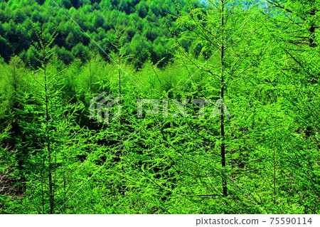 Fresh green larch: Beautiful larch forest, part 2103: Shikishi, which weaves flowers and plants, part 2103 75590114