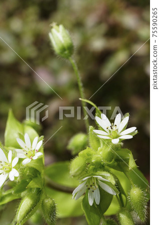 Chickweed flower, a small white wildflower 75590265