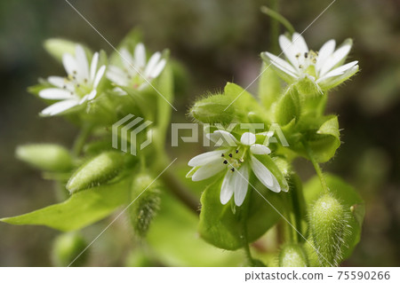 Chickweed flower, a small white wildflower Chickweed flower, a small white wildflower 75590266