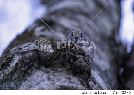 Ezomomonga看著對方 Ezomomonga看著對方 75590280