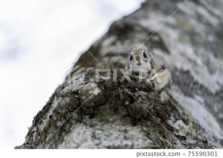 Ezomomonga看著對方 Ezomomonga看著對方 75590301