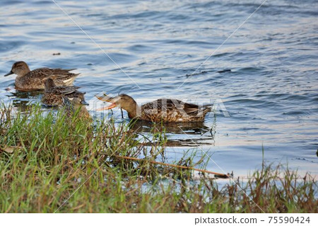 台灣的一隻鳥。 75590424