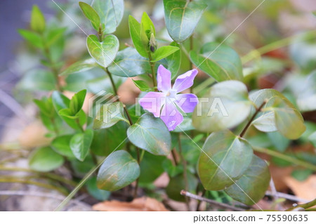 Flowers of Turnishitis Flowers of Turnishitis 75590635