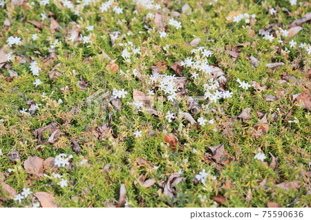 Shibazakura flowers Shibazakura flowers 75590636