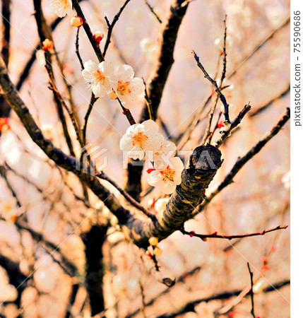 Plum blossoms and branches Plum blossoms and branches 75590686