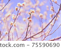 淡淡的梅花 75590690