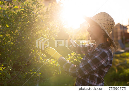 Side view of focused young caucasian woman gardener cuts unnecessary branches and leaves from tree with pruning shears while processing an apple tree in the garden. Organic gardening concept Side view of focused young caucasian woman gardener cuts unnecessary branches and leaves from tree with pruning shears while processing an apple tree in the garden. Organic gardening concept 75590775