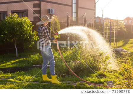 Caucasian woman gardener in work clothes watering the beds in her vegetable garden on sunny warm summer day. Concept of working in the garden and your farm 75590778