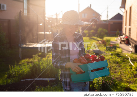 Hardworking young woman gardener in straw hat picks up her harvest box of tomatoes on sunny summer day. Concept of organic farming and vegetable growing 75590785
