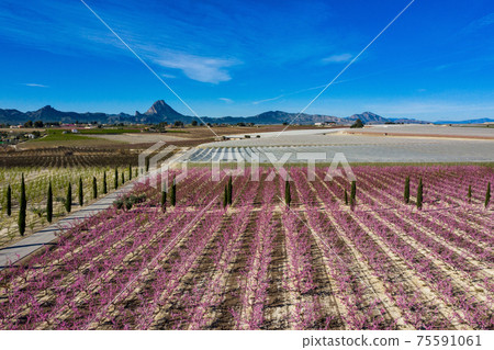 Peach blossom in Cieza, Mirador El Horno in the Murcia region in Spain 75591061
