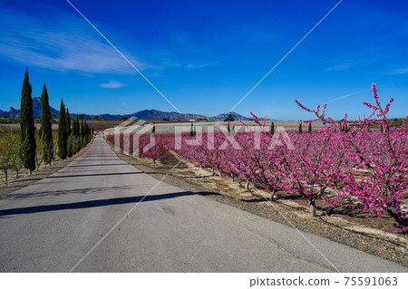 Peach blossom in Cieza, Mirador El Horno in the Murcia region in Spain 75591063