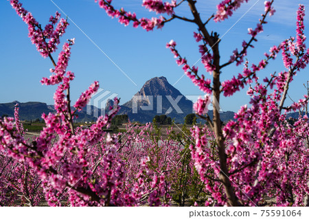 Peach blossom in Cieza, Mirador El Horno in the Murcia region in Spain Peach blossom in Cieza, Mirador El Horno in the Murcia region in Spain 75591064