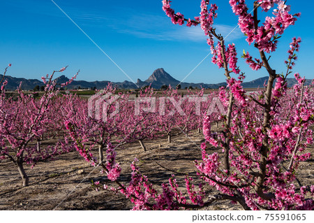 Peach blossom in Cieza, Mirador El Horno in the Murcia region in Spain Peach blossom in Cieza, Mirador El Horno in the Murcia region in Spain 75591065