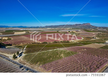 Peach blossom in Ascoy near Cieza in the Murcia region in Spain Peach blossom in Ascoy near Cieza in the Murcia region in Spain 75591067