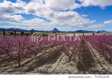 Peach blossom in Cieza, Mirador El Horno in the Murcia region in Spain Peach blossom in Cieza, Mirador El Horno in the Murcia region in Spain 75591076