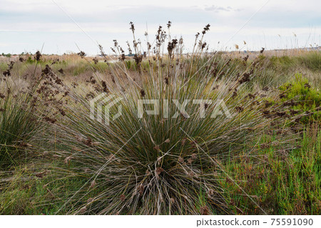 Flora at Laguna Salada in Torrevieja, Spain. Salinas Natural Park. Flora at Laguna Salada in Torrevieja, Spain. Salinas Natural Park. 75591090