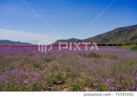 Peach blossom in Jumilla in the Murcia region in Spain 75591092