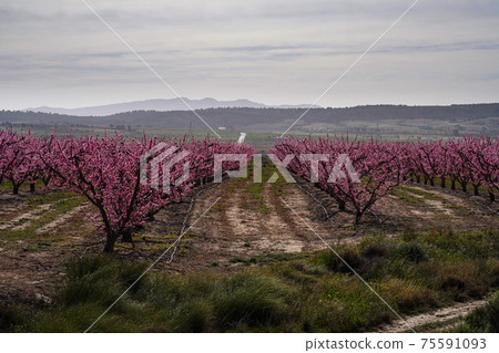Peach blossom in Jumilla in the Murcia region in Spain Peach blossom in Jumilla in the Murcia region in Spain 75591093