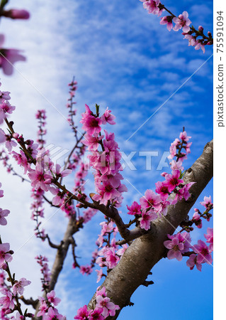 Peach blossom in Ascoy in the Murcia region in Spain 75591094