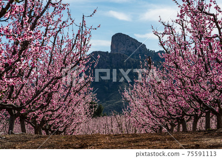 Peach blossom in Cieza, Soto de la Zarzuela in the Murcia region in Spain 75591113