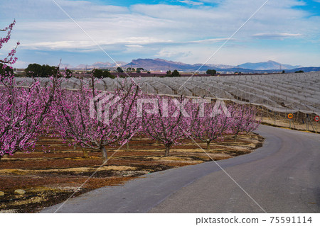 Peach blossom in Cieza, Soto de la Zarzuela in the Murcia region in Spain 75591114