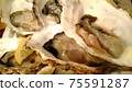 Raw oysters with shells, which are popular as edible shellfish all over the world 75591287