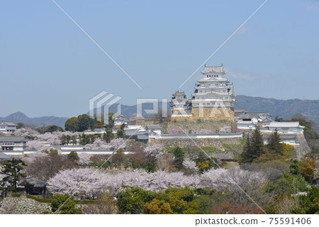 World Heritage Himeji Castle Spring view of cherry blossoms in full bloom 75591406