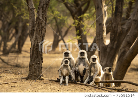 Gray or Hanuman langurs or indian langur or monkey family during outdoor jungle safari at ranthambore national park or tiger reserve rajasthan india - Semnopithecus 75591514