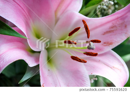 Lily flower macro view Lily flower macro view 75591620