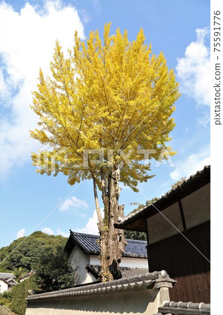 Ginkgo tree in Kokawaji Honbo, Wakayama Prefecture 75591776