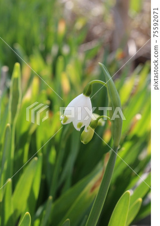 Pretty blooming snowflakes Pretty blooming snowflakes 75592071