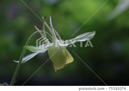 Columbine blooming in Komagane plateau 75592074