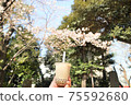 Cherry blossoms and tapioca milk tea 75592680