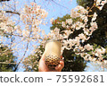 Cherry blossoms and tapioca milk tea 75592681